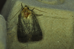 Orthodes cynica
