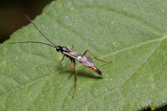 Ichneumonidae