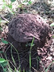 Calvatia cyathiformis
