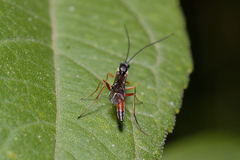 Ichneumonidae