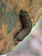 Orthodes majuscula
