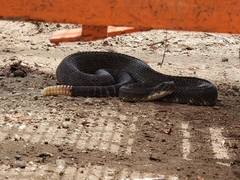 Crotalus oreganus helleri