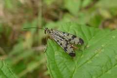 Panorpa vulgaris