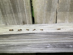 Camponotus floridanus