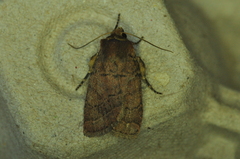 Orthodes cynica