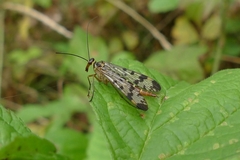 Panorpa vulgaris