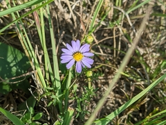 Symphyotrichum oolentangiense