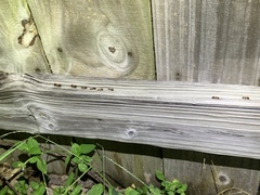 Camponotus floridanus