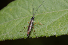 Ichneumonidae