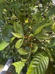 Psychotria nervosa