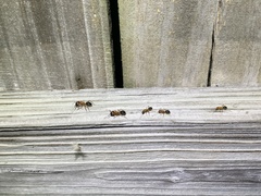 Camponotus floridanus