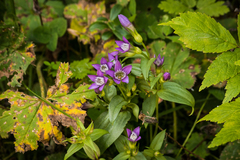 Gentianella amarella