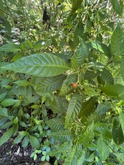 Psychotria nervosa
