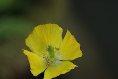 Papaver cambricum