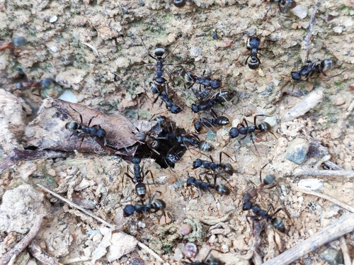 Japanese Amazon Ant
