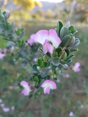 Podalyria calyptrata