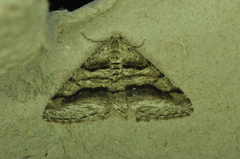 Digrammia continuata