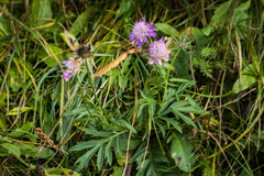 Scabiosa lucida