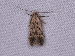 Neodactylota liguritrix