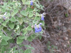 Salvia ballotiflora