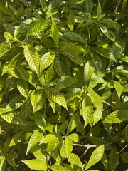 Psychotria nervosa
