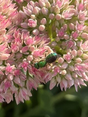 Agapostemon sericeus