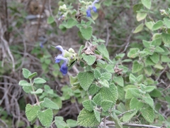 Salvia ballotiflora