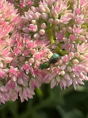 Agapostemon sericeus