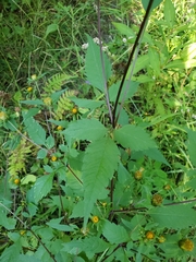 Bidens frondosa