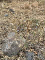 Asclepias fascicularis