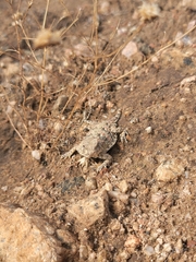 Phrynosoma blainvillii