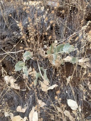 Asclepias californica