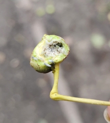 Pemphigus spyrothecae