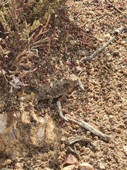 Phrynosoma blainvillii