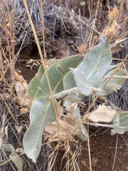 Asclepias californica