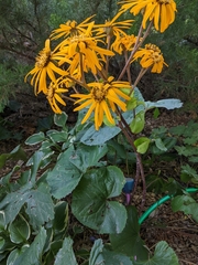 Ligularia