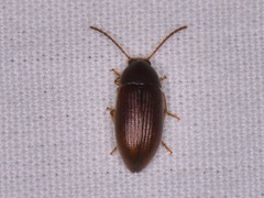 Hymenorus