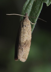 Celypha striana