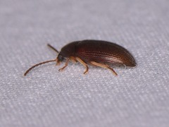 Hymenorus