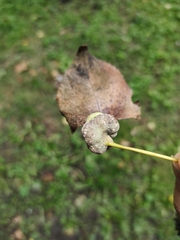 Pemphigus spyrothecae