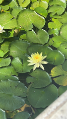 Nymphaea mexicana