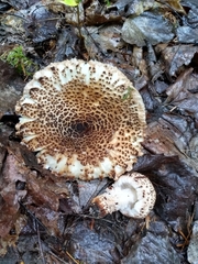 Lepiota cortinarius