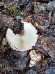 Lepiota cortinarius