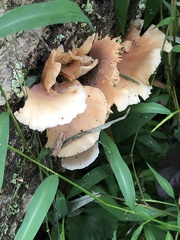 Hohenbuehelia petaloides