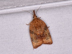 Platynota flavedana