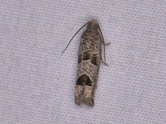 Pelochrista consobrinana