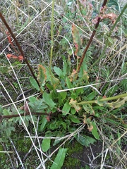 Rumex thyrsiflorus