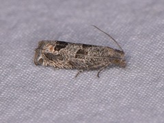 Pelochrista consobrinana