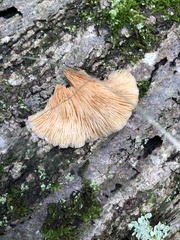 Hohenbuehelia petaloides