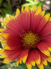 Gaillardia pulchella